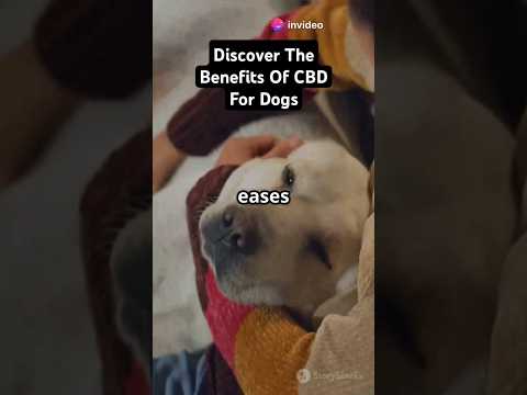 CBD for Dogs: The Ultimate Game-Changer! #afroasianaturalhealthtips #cbdfordogs #petcare